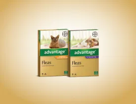 Advantage for Cats