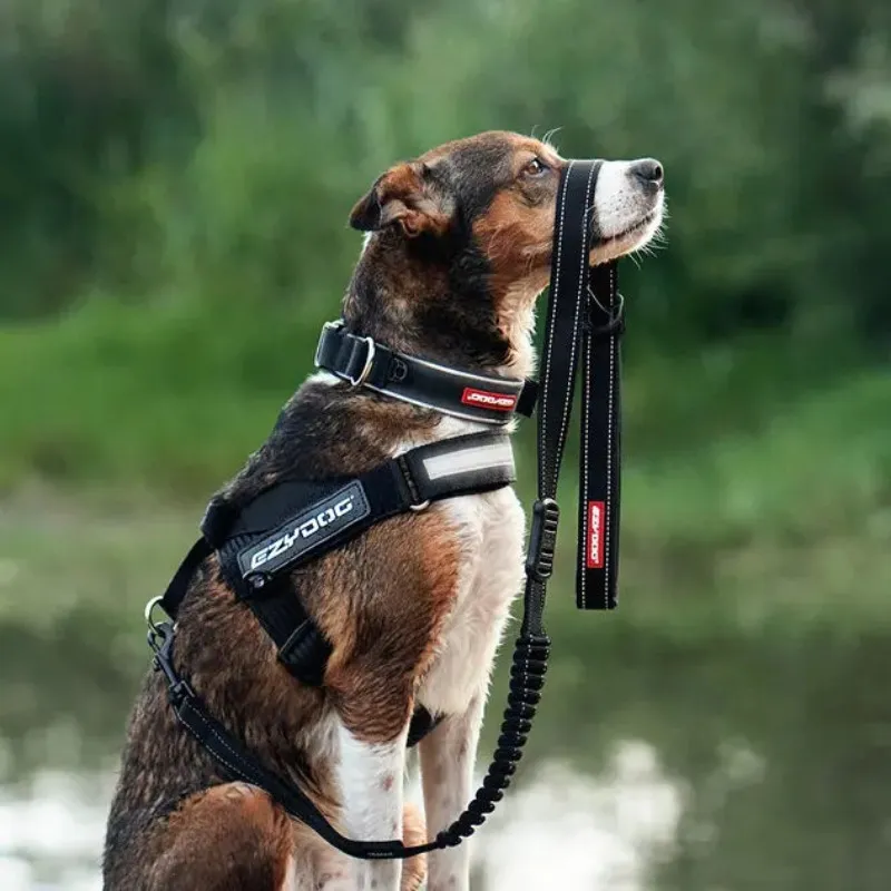 EzyDog Express Dog Harness