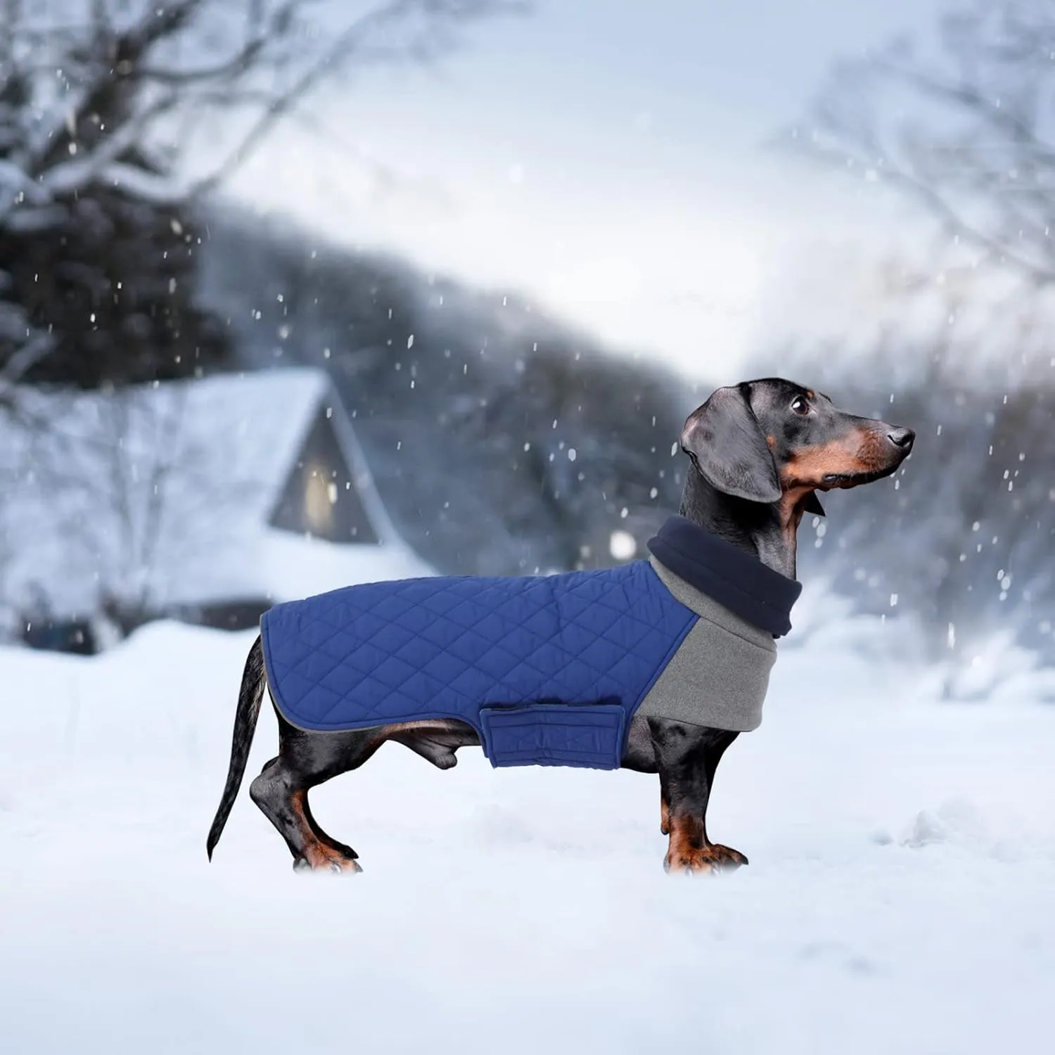 Geyecete Dachshund Coat,Dachshund Winter Coat,Warm Waterproof Windproof, High Neckine String Holes Miniature Dachshund Jacket for Small Dog-Blue-M