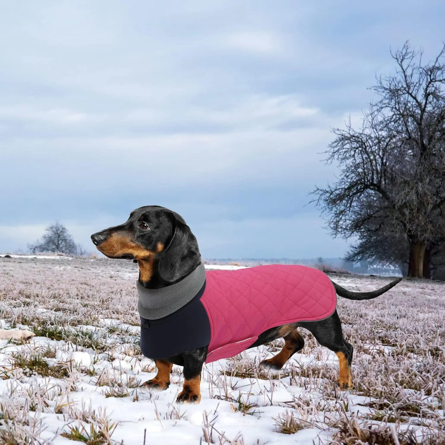 Geyecete Dachshund Coat,Dachshund Winter Coat,Warm Waterproof Windproof, High Neckine String Holes Miniature Dachshund Jacket for Small Dog-Pink-M