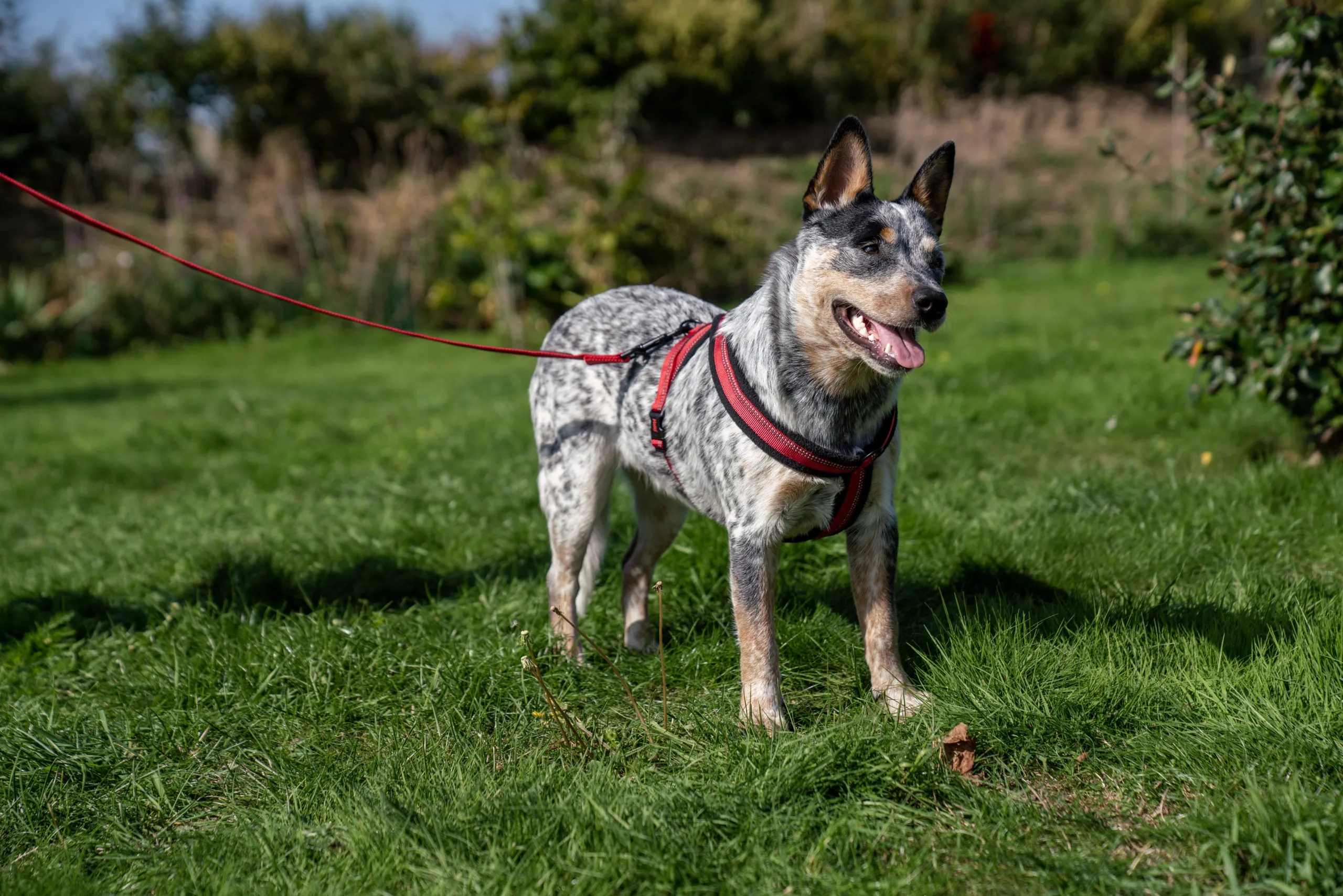 Halti Comfy Dog Harness