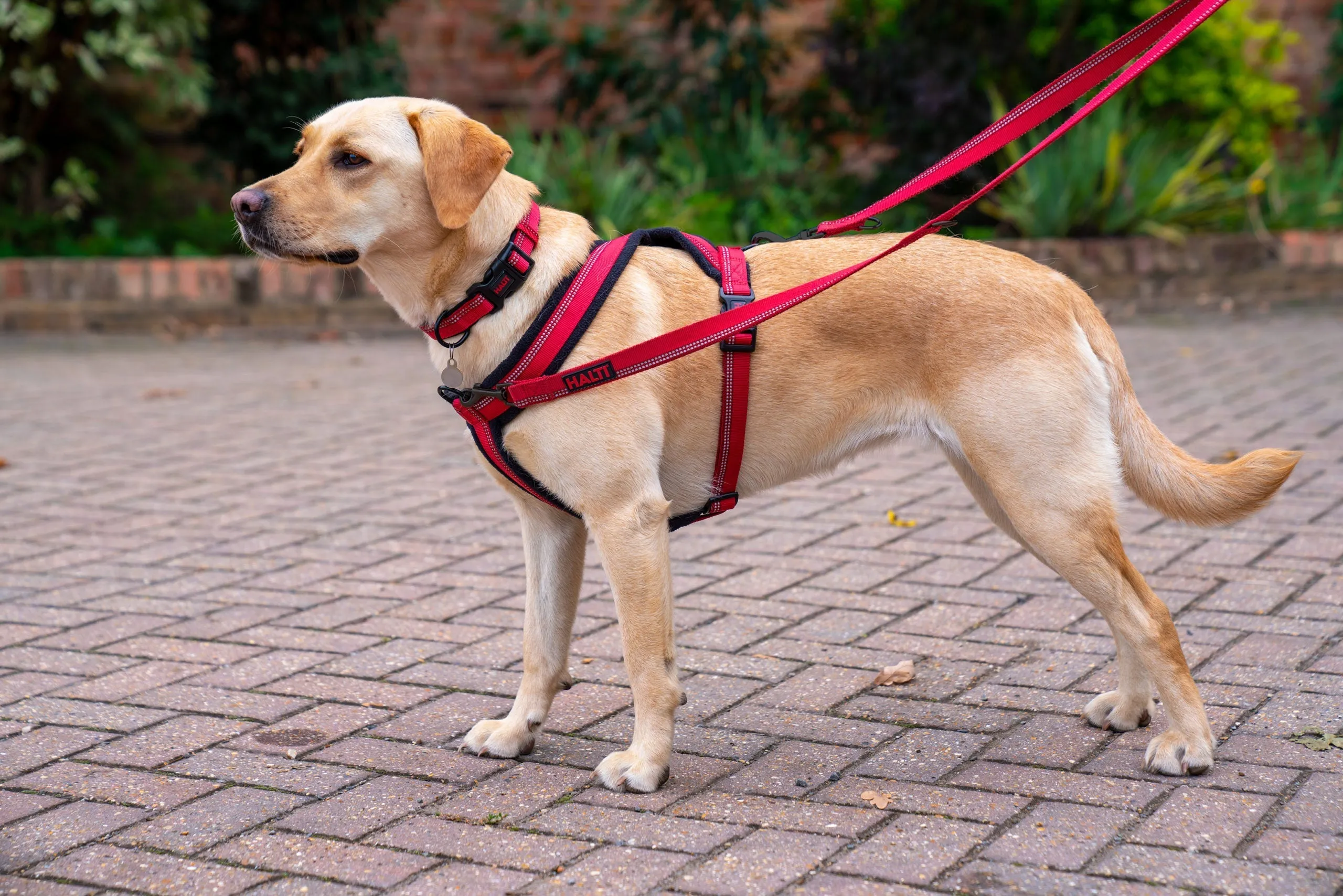 Halti Comfy Dog Harness