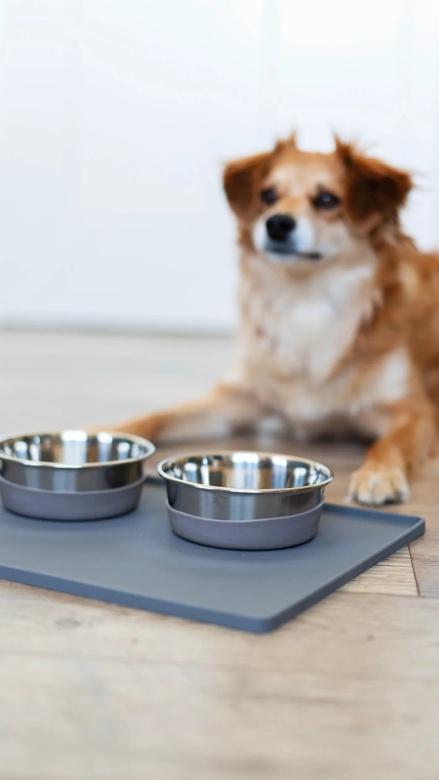 Heavy Gauge Stainless Steel Dog Bowl with Non-Slip Removable Silicone Base, Large, 4.5 Cups