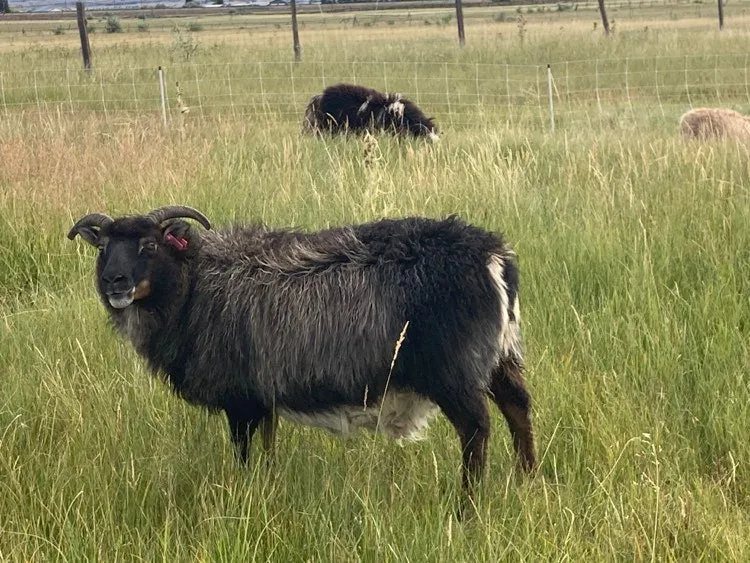 Icelandic Wool Felted Pelt (Custom-Made to Order)