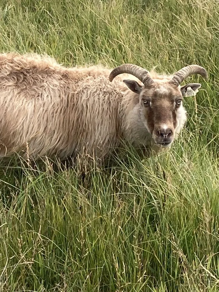 Icelandic Wool Felted Pelt (Custom-Made to Order)