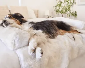 Paw Brands, PupProtector™ Waterproof Couch Lounger, Polar White