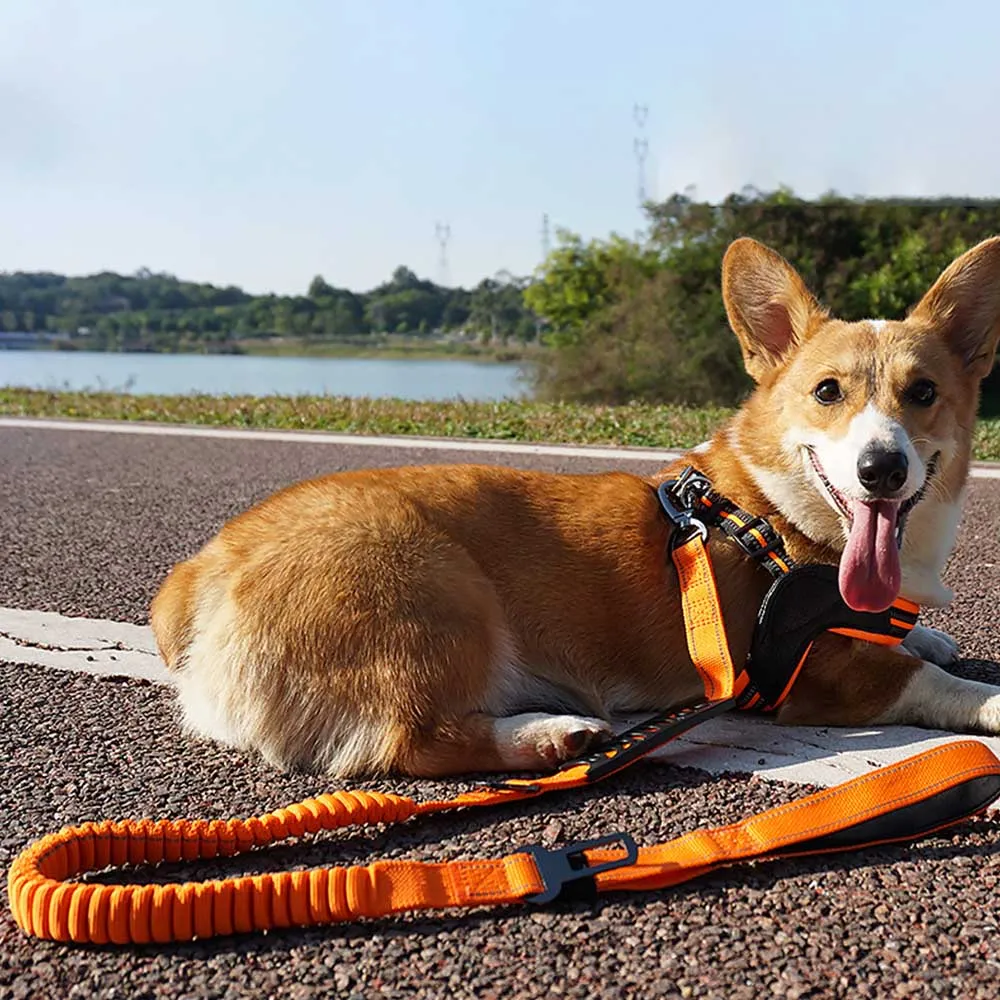 PAWS ASIA Factory Luxury Reflective Elastic Retractable Training Dog Leash With Pet Car Seat Belt Buckle