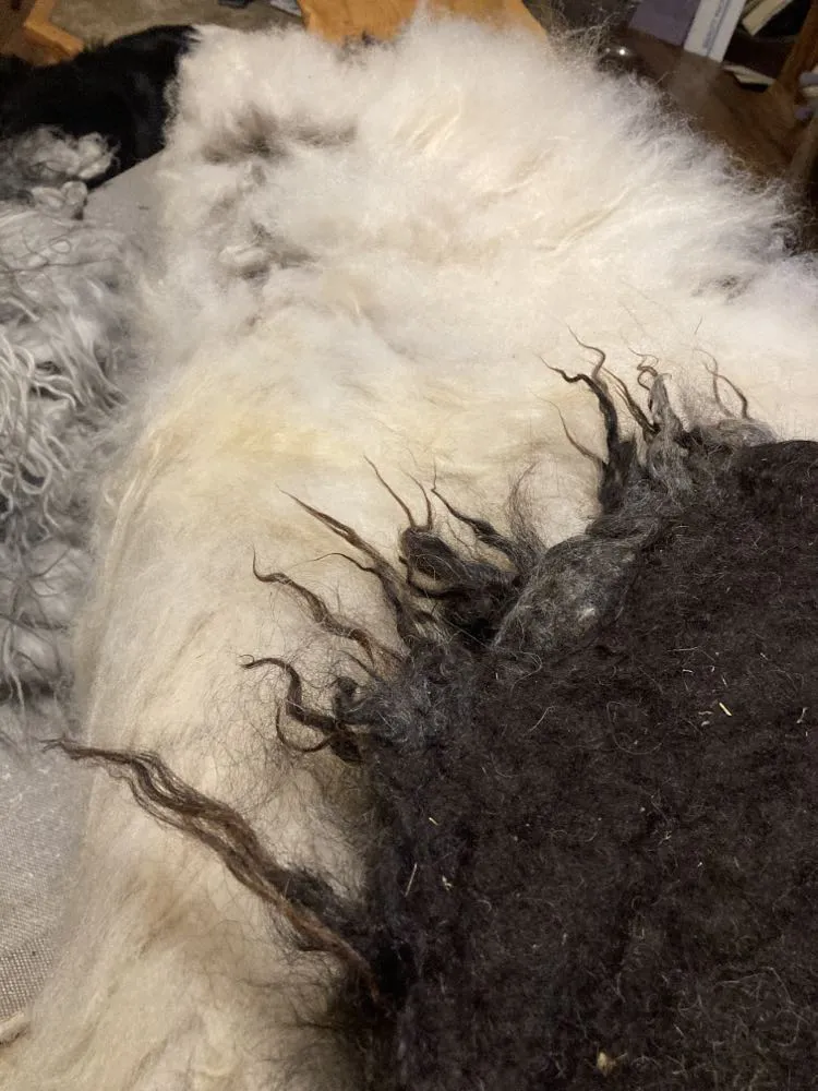 Pre-Made Icelandic Wool Felted Pelt (Ready to Ship or Deliver)