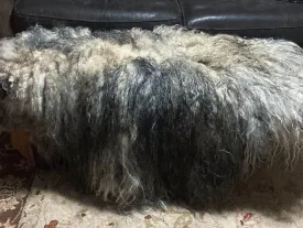 Pre-Made Icelandic Wool Felted Pelt (Ready to Ship or Deliver)