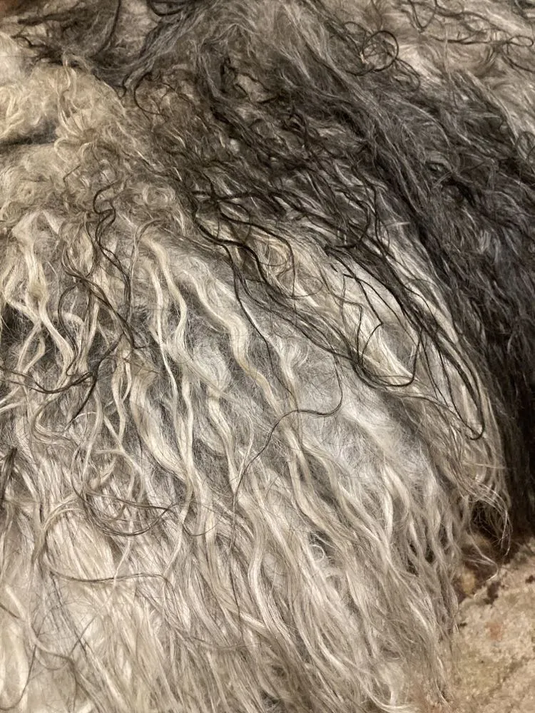 Pre-Made Icelandic Wool Felted Pelt (Ready to Ship or Deliver)