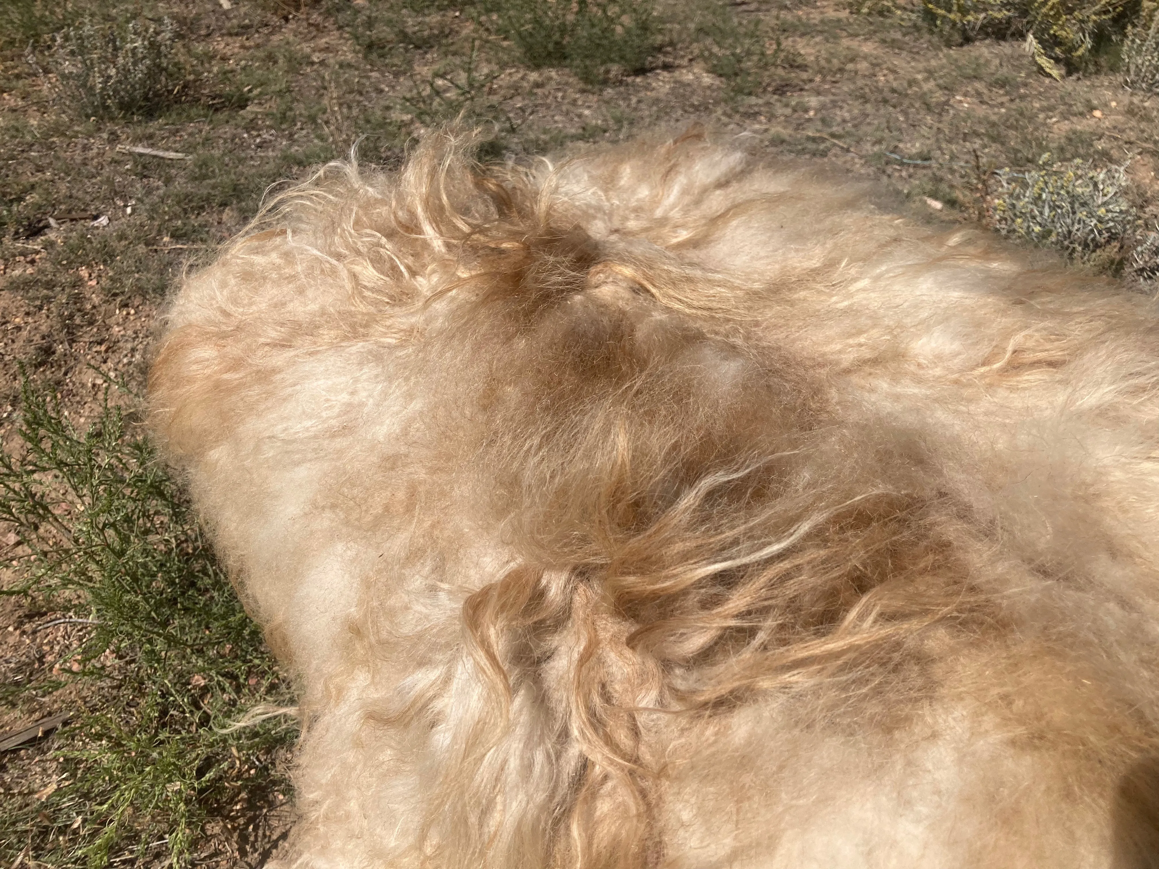Pre-Made Icelandic Wool Felted Pelt (Ready to Ship or Deliver)