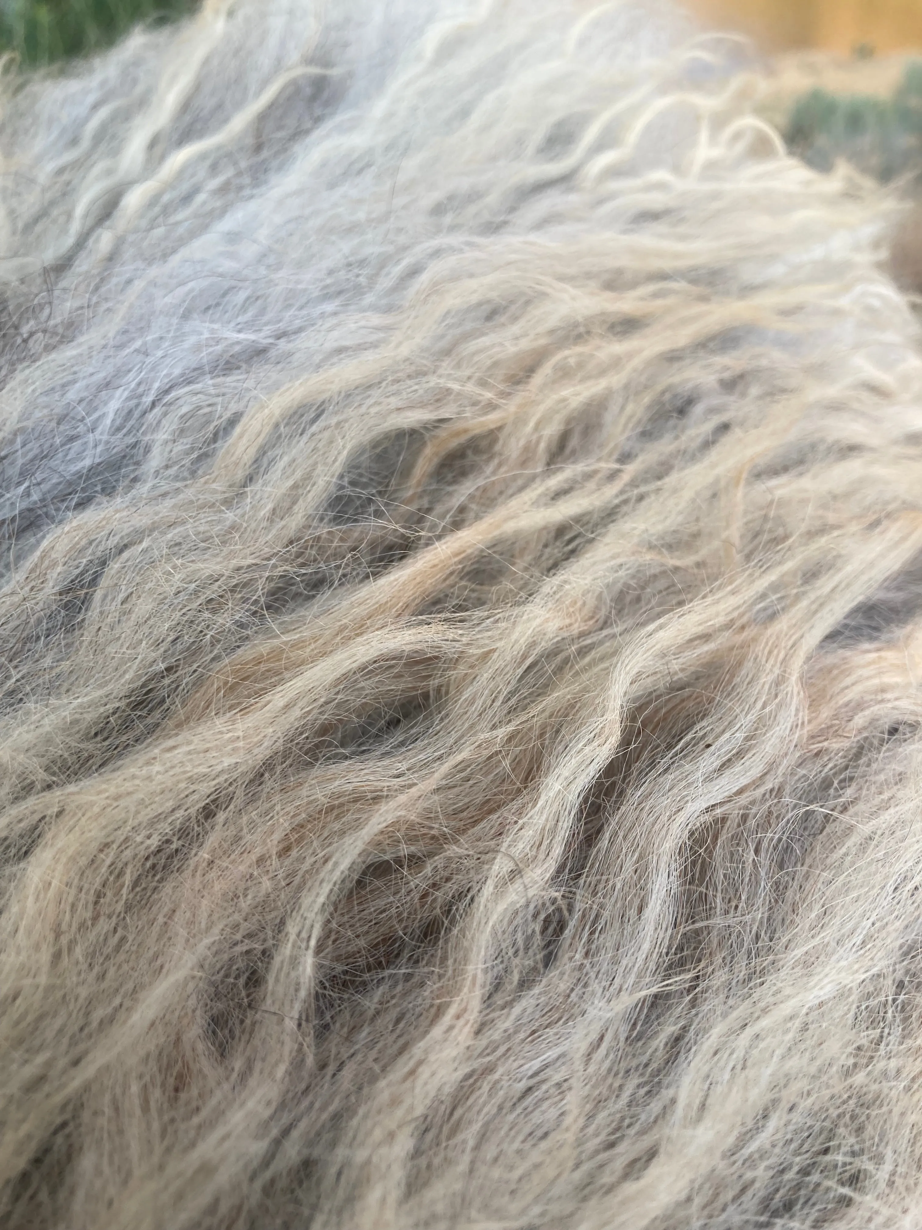 Pre-Made Icelandic Wool Felted Pelt (Ready to Ship or Deliver)