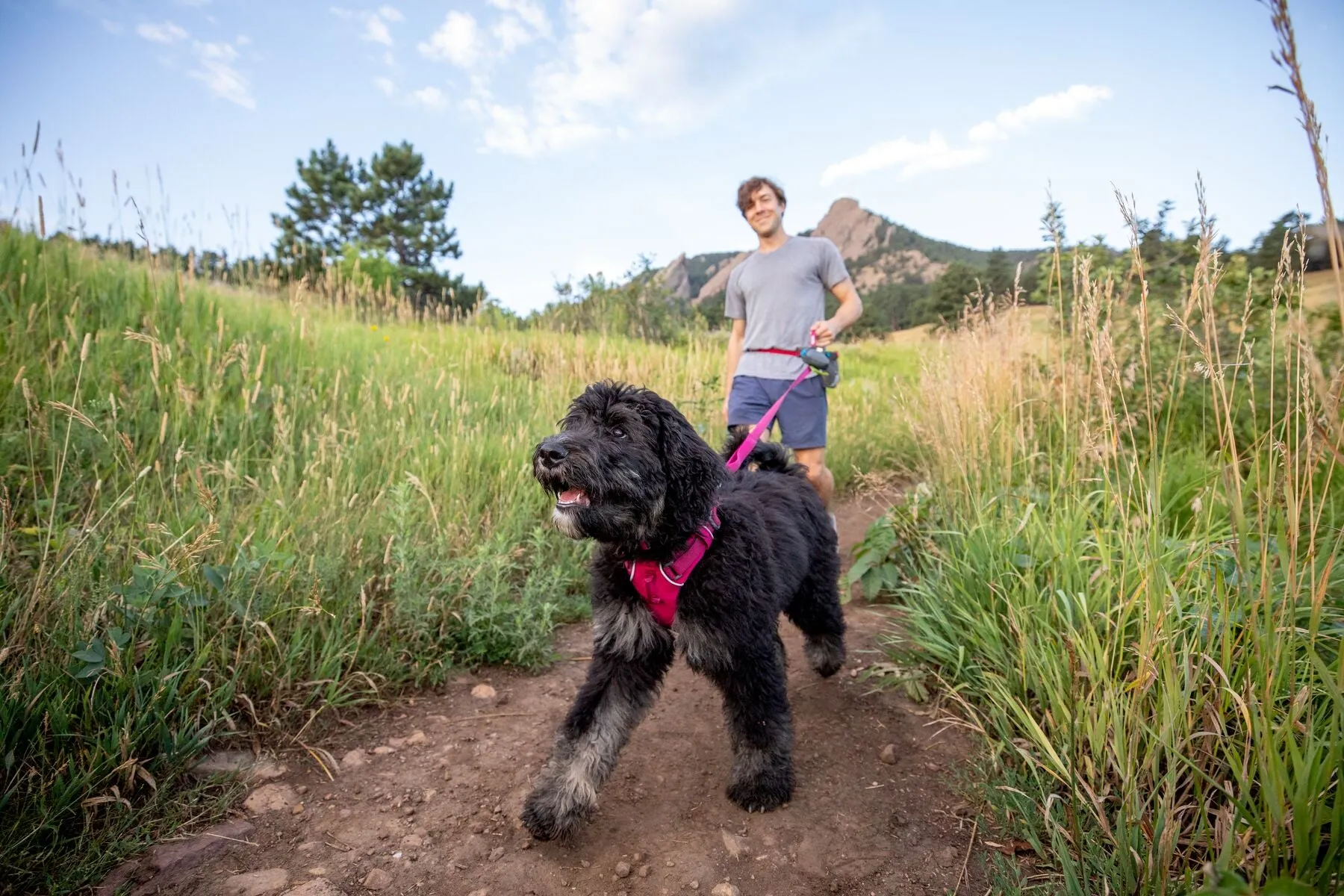 Ruffwear Front Range® Dog Harness in Hibiscus Pink