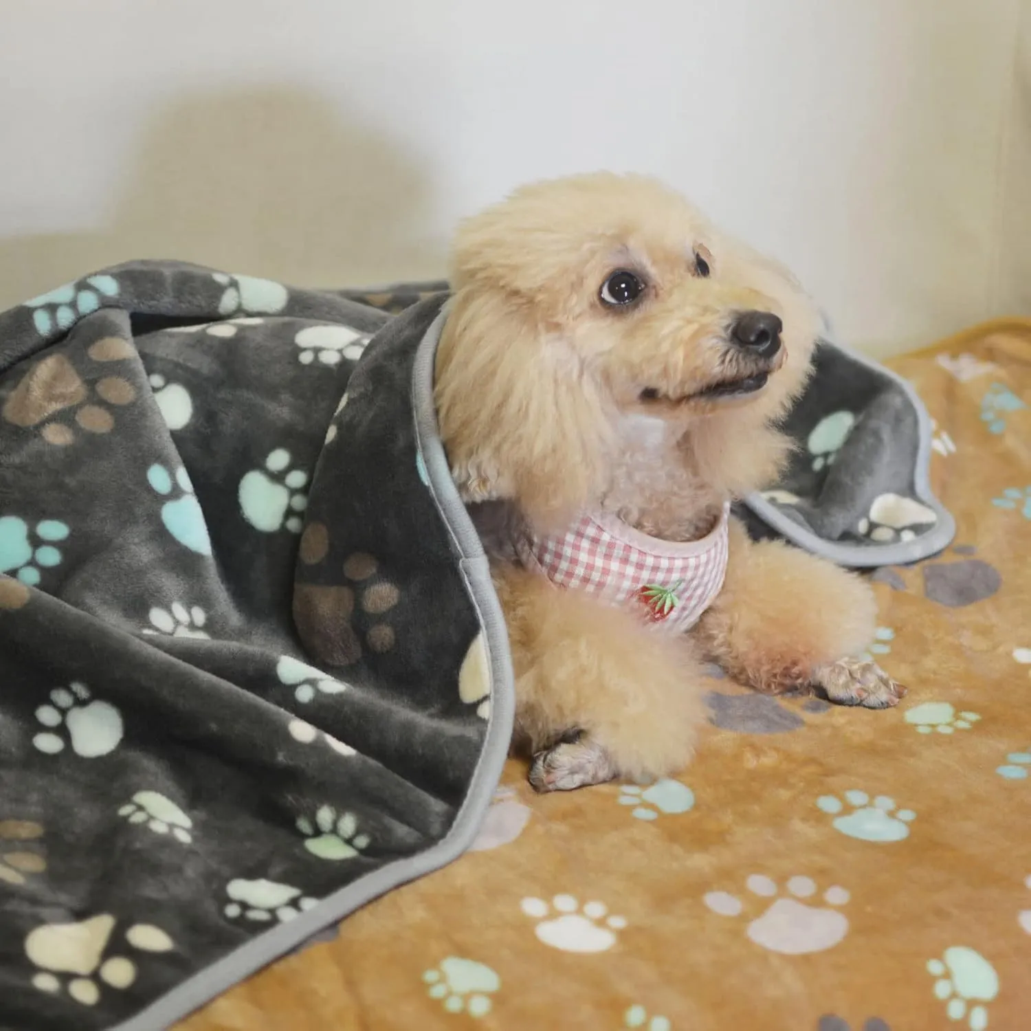 SORKUT 1 Pack 6 Dog Blankets Cat Soft Fluffy Fleece Pet Blanket Puppy Blanket Warm Paw Print Design Puppy Kitten Doggy Small(23"x15")