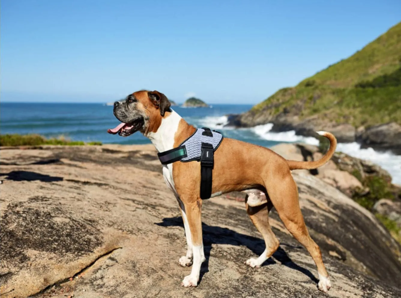 Zee.Dog Urban Fly Harness