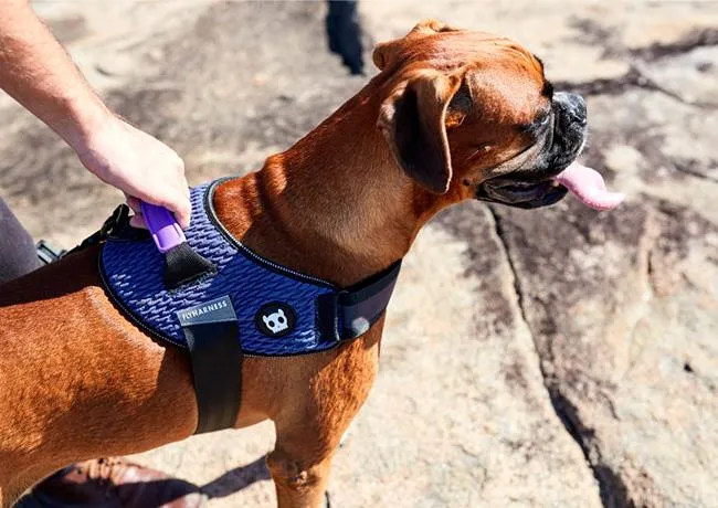 Zee.Dog Wicked FlyHarness